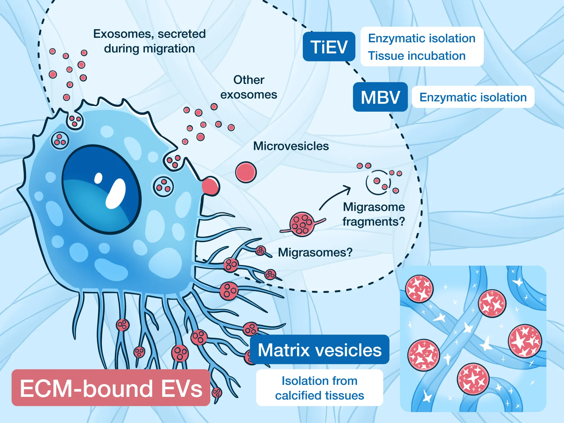 ECM-bound EVs and Matrix vesicles