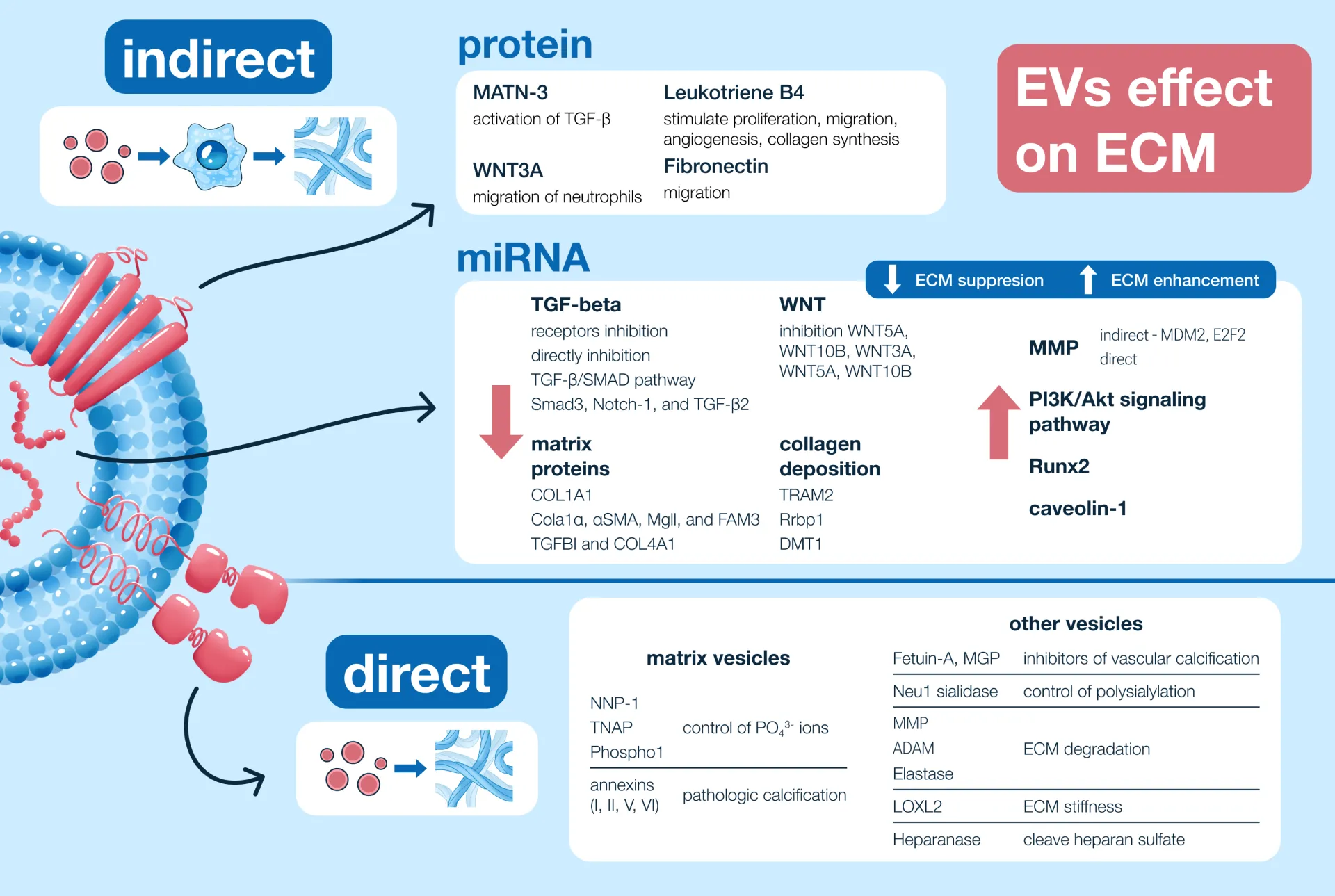 EVs effect on ECM