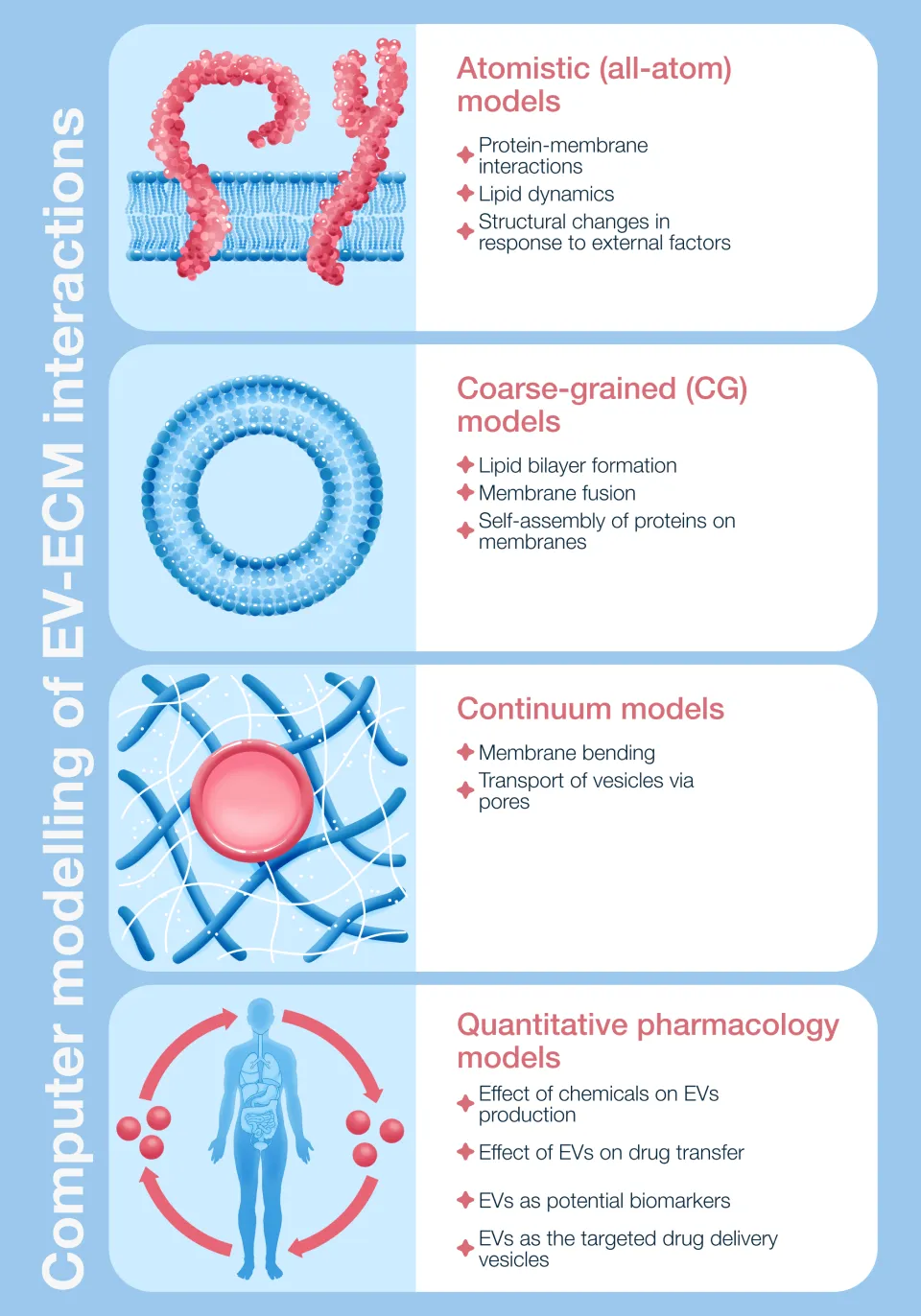 Computer modelling of EV-ECM interactions