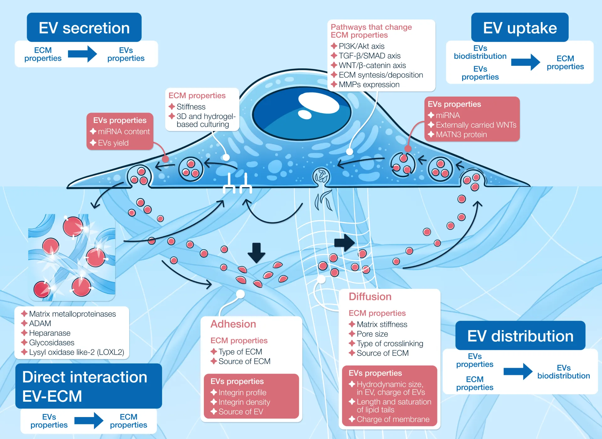 Extracellular Vesicles overview