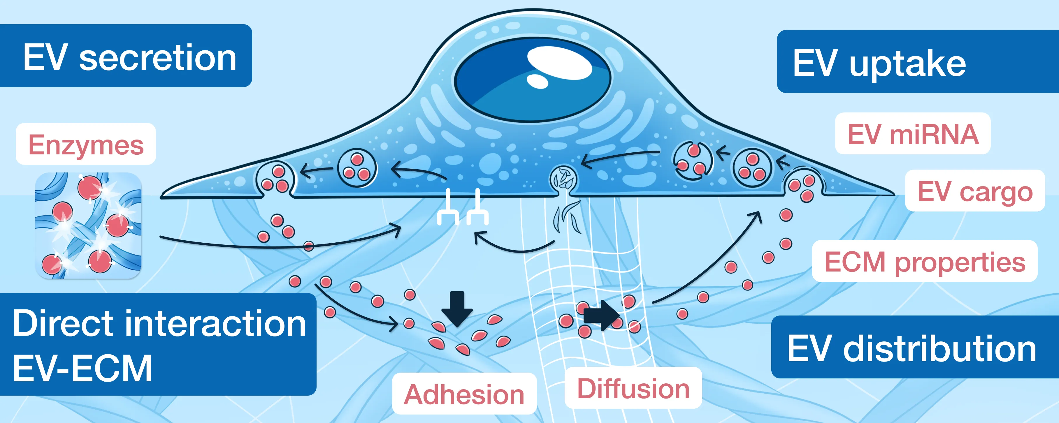 EV secretion and uptake illustration