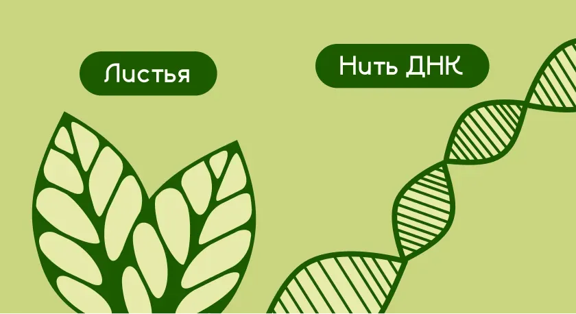 элементы