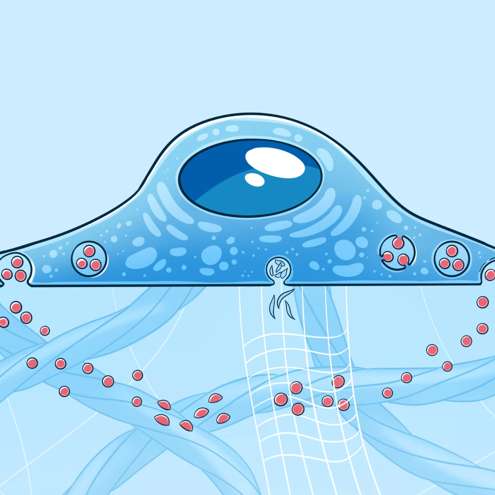 Иллюстрации для статьи Direct and cell-mediated EV-ECM interplay